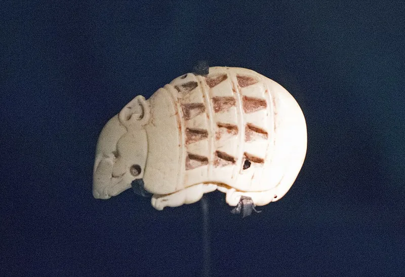 Armadillos (N/A) — pest in Middle Tennessee