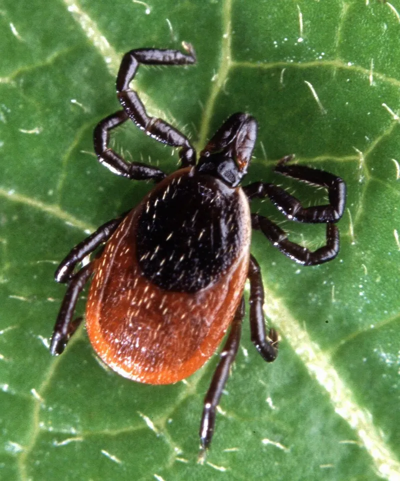 Black-legged Tick (Ixodes scapularis) — pest in Middle Tennessee