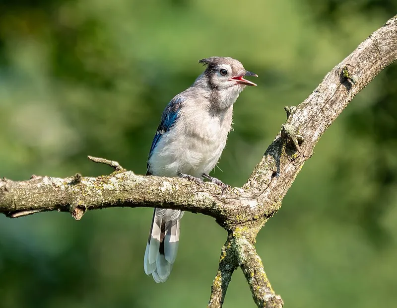 Blue Jays (N/A) — pest in Middle Tennessee