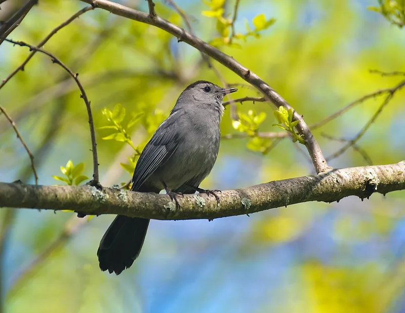 Catbirds (N/A) — pest in Middle Tennessee
