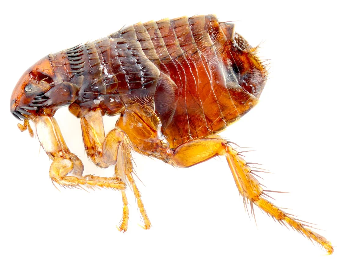Flea (Ctenocephalides felis) — pest in Middle Tennessee