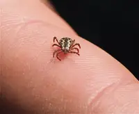 American Dog Tick (Dermacentor variabilis) in Middle Tennessee