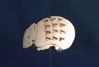 Armadillos (N/A) in Middle Tennessee