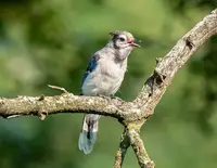 Blue Jays (N/A) in Middle Tennessee