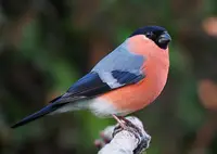 Bullfinches (N/A) in Middle Tennessee