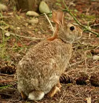 Eastern Cottontail (Sylvilagus floridanus) in Middle Tennessee