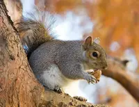 Eastern Gray Squirrel (N/A) in Middle Tennessee