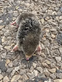 Eastern Mole (Scalopus aquaticus) in Middle Tennessee
