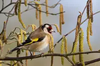 Goldfinches (N/A) in Middle Tennessee