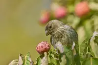 House Finches (N/A) in Middle Tennessee