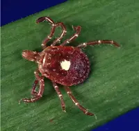 Lone Star Tick (Amblyomma americanum) in Middle Tennessee