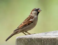 Sparrows (N/A) in Middle Tennessee
