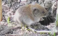 Voles (Microtus spp.) in Middle Tennessee