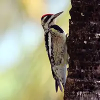 Yellow-bellied Sapsucker (N/A) in Middle Tennessee