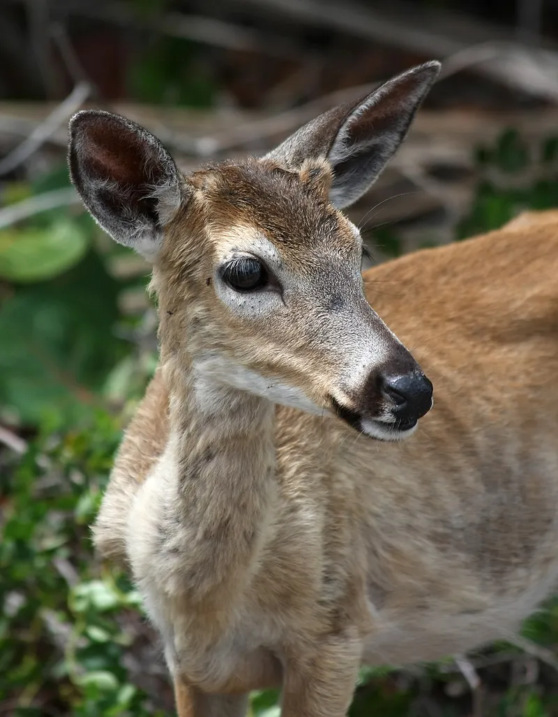 White-tailed Deer (Odocoileus virginianus) — pest in Middle Tennessee