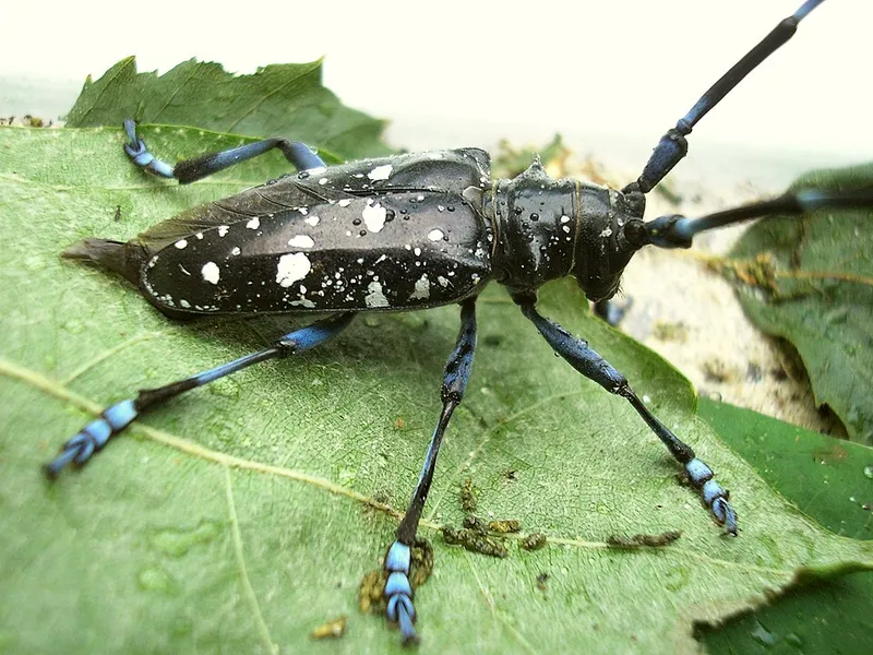 Asian Longhorned Beetle (Anoplophora glabripennis) — pest in Middle Tennessee