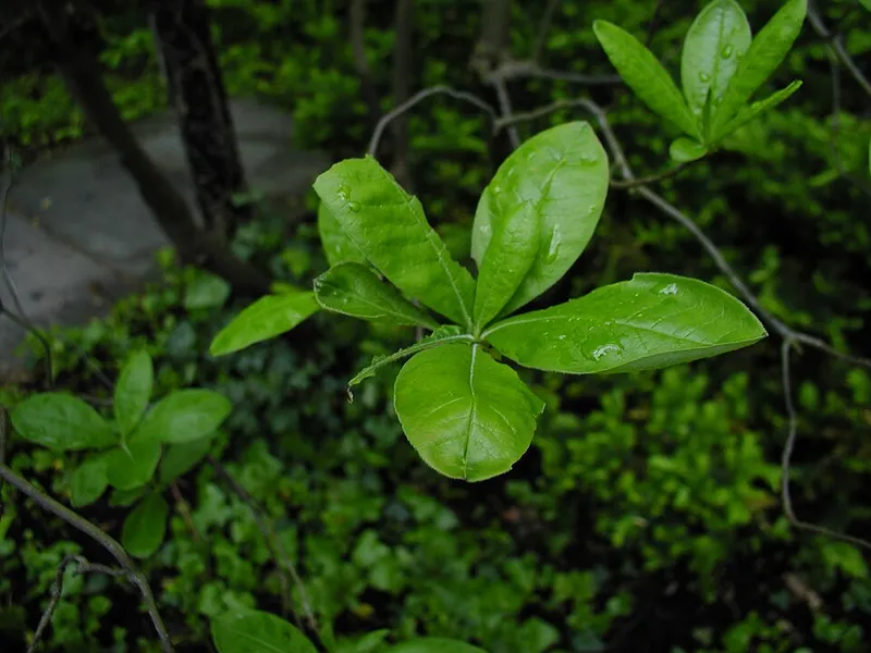 Azalea Sawfly (N/A) — pest in Middle Tennessee