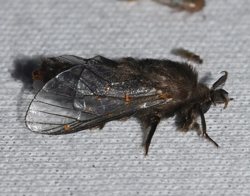 Bagworm (Thyridopteryx ephemeraeformis) — pest in Middle Tennessee