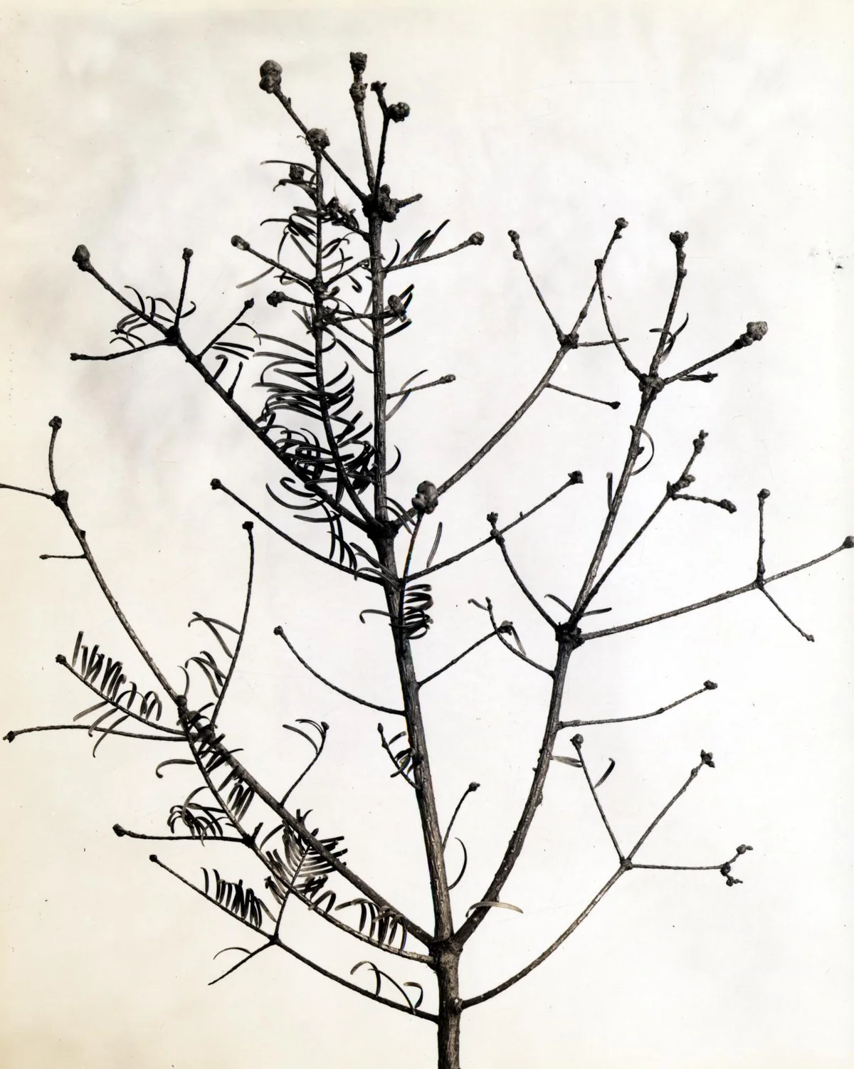Balsam Twig Aphid thumbnail 3