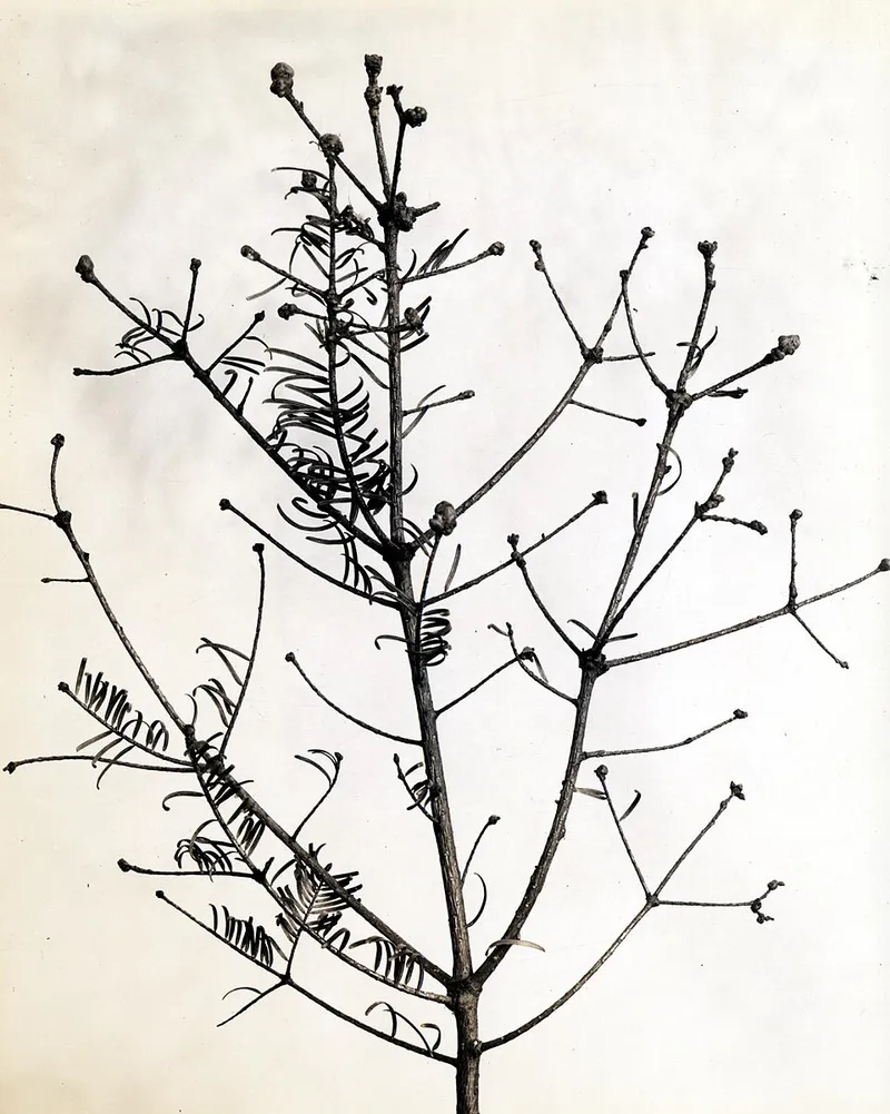 Balsam Twig Aphid (N/A) — pest in Middle Tennessee