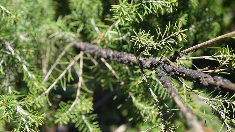 Black Scale (N/A) — pest in Middle Tennessee