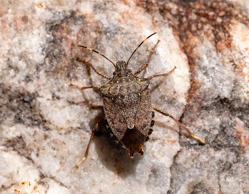 Brown Marmorated Stink Bug (Halyomorpha halys) — pest in Middle Tennessee