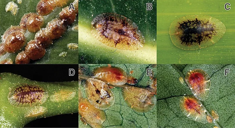 Brown Soft Scale (Coccus hesperidum) — pest in Middle Tennessee