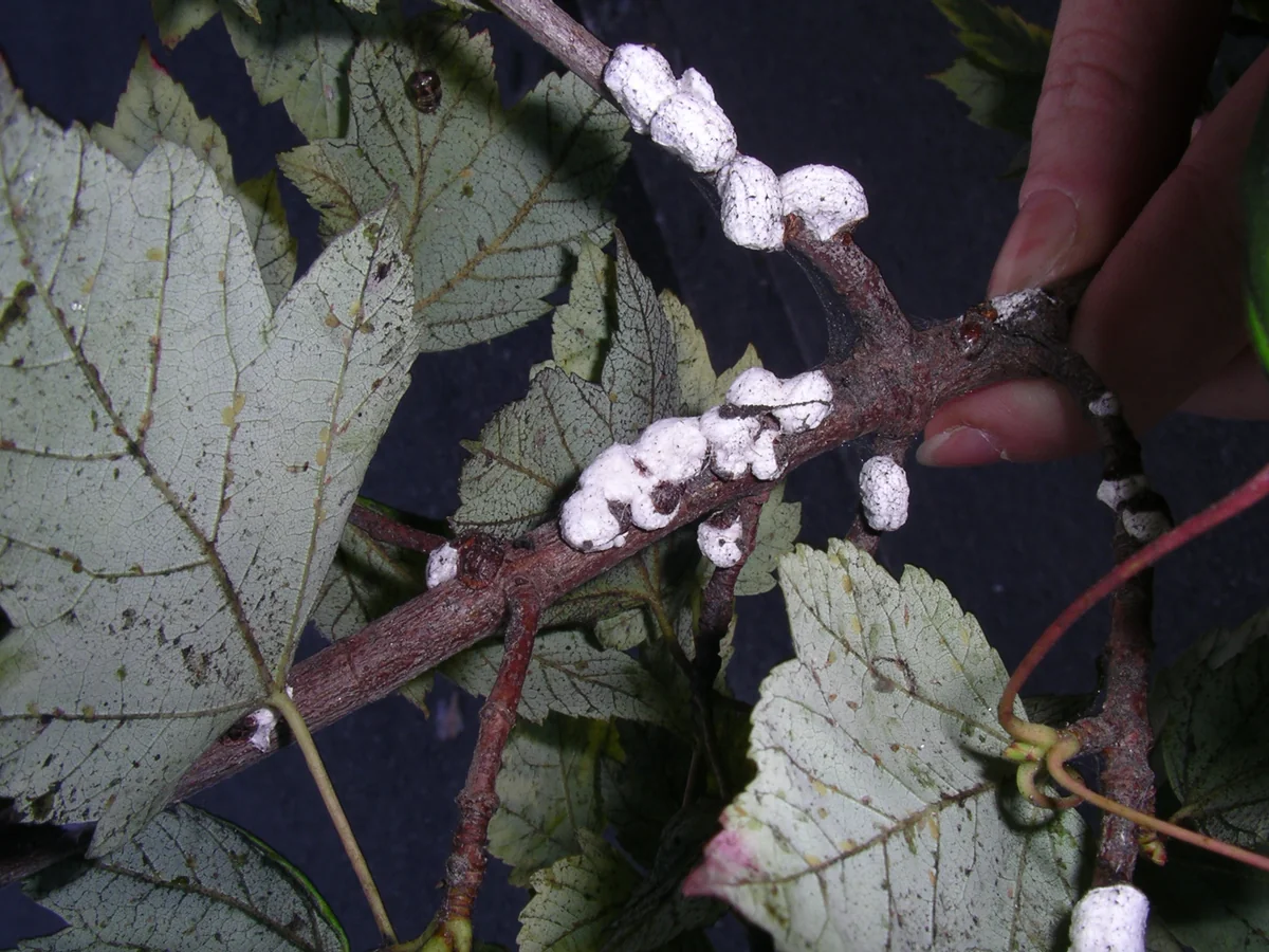 Cottony Maple Scale thumbnail 2