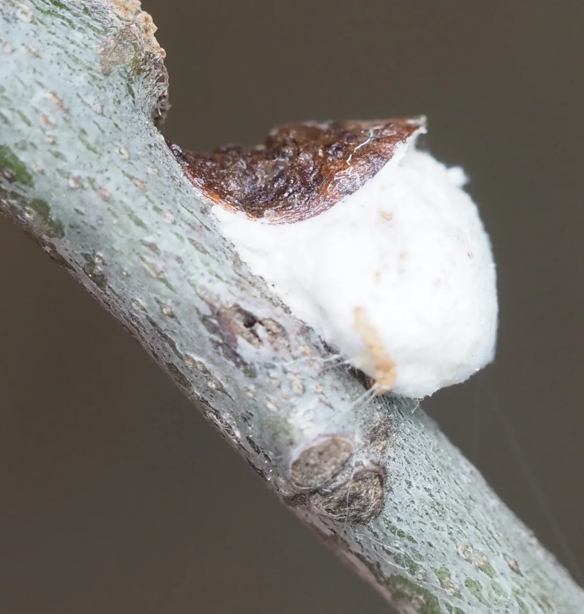 Cottony Maple Scale thumbnail 3