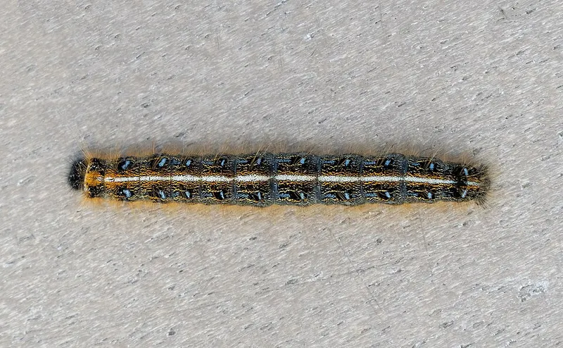 Eastern Tent Caterpillar (Malacosoma americanum) — pest in Middle Tennessee