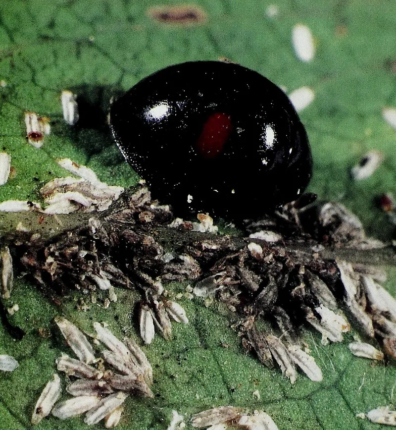 Euonymus Scale (N/A) — pest in Middle Tennessee