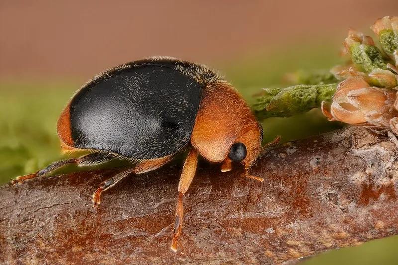 Gill's Mealybug (N/A) — pest in Middle Tennessee