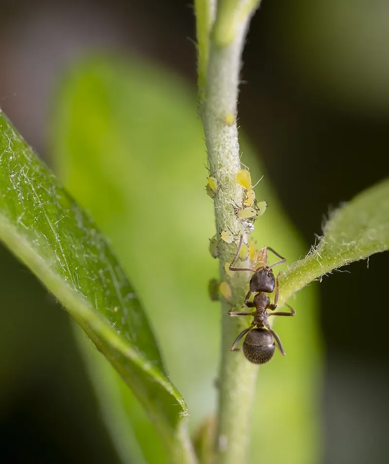 Green Peach Aphid (Myzus persicae) — pest in Middle Tennessee