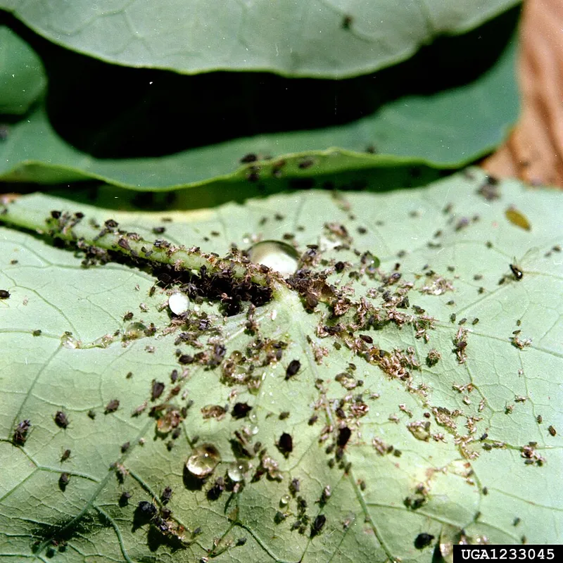 Melon Aphid (Aphis gossypii) — pest in Middle Tennessee