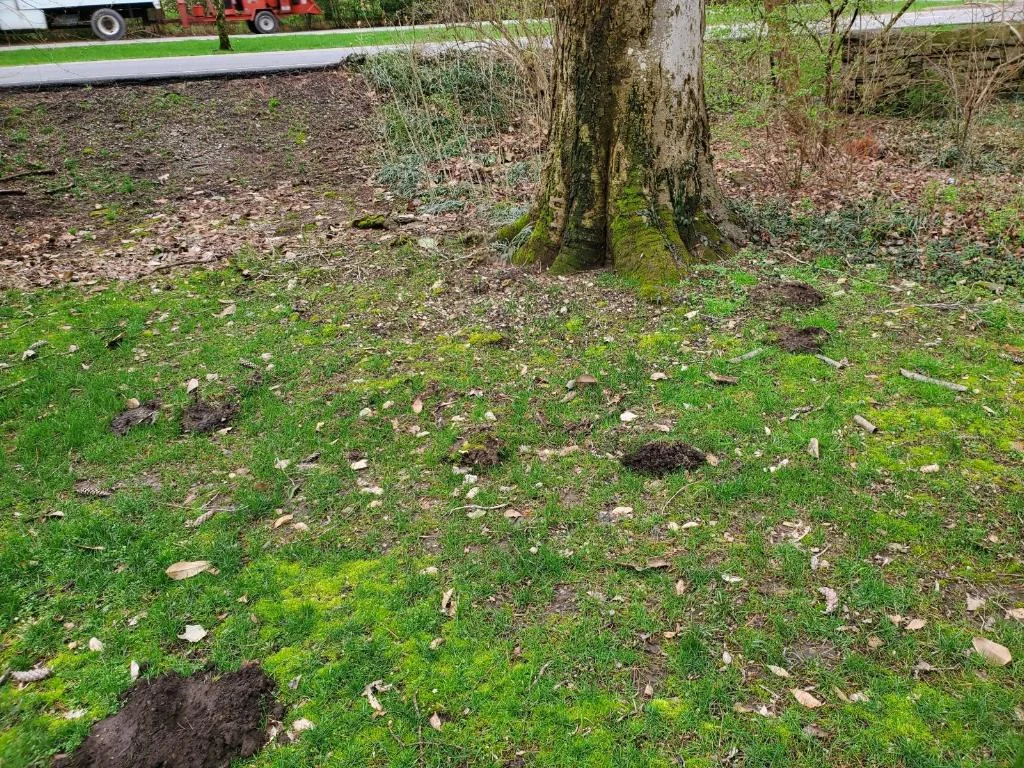 Eastern Mole thumbnail 3
