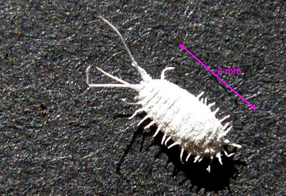 Obscure Mealybug thumbnail 2