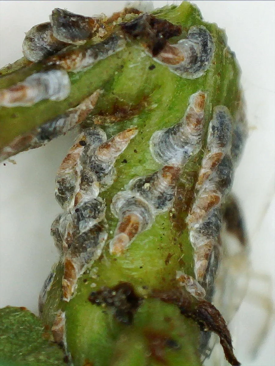 Oystershell Scale thumbnail 2