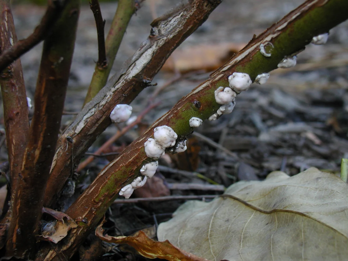 Oystershell Scale thumbnail 3