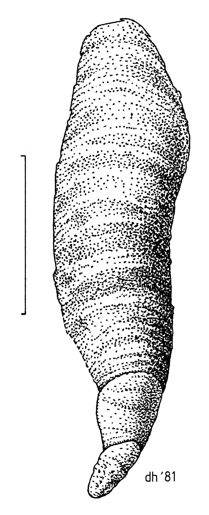 Oystershell Scale (N/A) — pest in Middle Tennessee