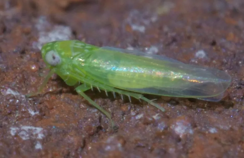 Potato Leafhopper (N/A) — pest in Middle Tennessee
