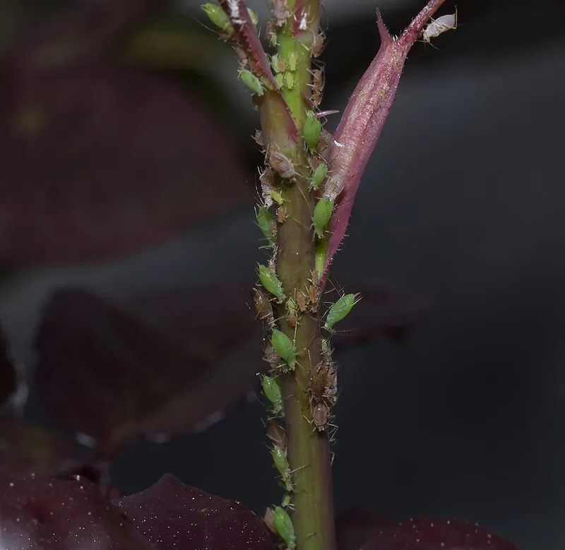 Rose Aphid (N/A) — pest in Middle Tennessee
