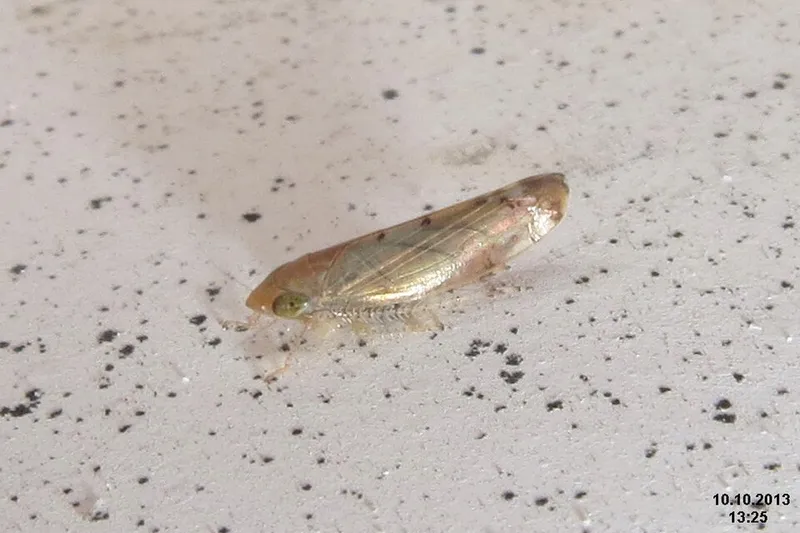 Rose Leafhopper (N/A) — pest in Middle Tennessee