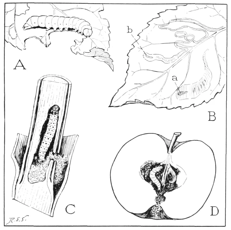 Serpentine Leaf Miner (Liriomyza trifolii) — pest in Middle Tennessee