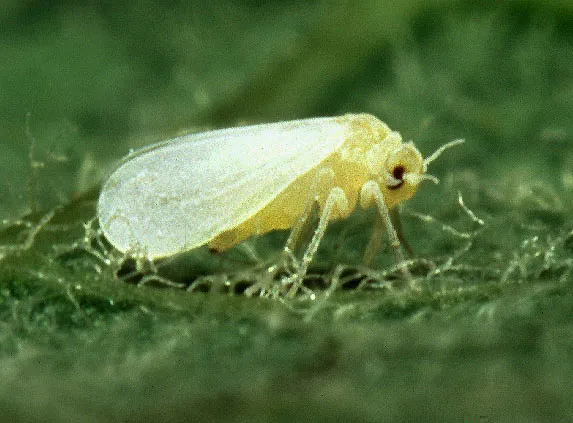 Silverleaf Whitefly (N/A) — pest in Middle Tennessee