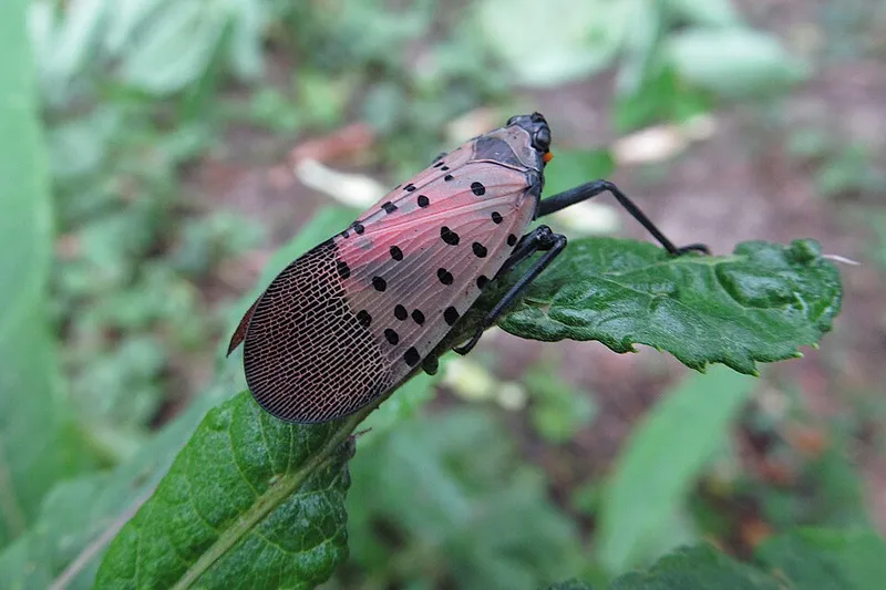 Spotted Lanternfly (Lycorma delicatula) — pest in Middle Tennessee