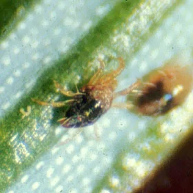 Spruce Spider Mite (N/A) — pest in Middle Tennessee