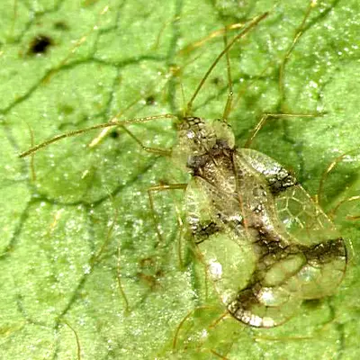 Azalea Lace Bug (Stephanitis pyrioides) in Middle Tennessee