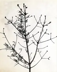 Balsam Twig Aphid (N/A) in Middle Tennessee