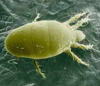 Broad Mites (N/A) in Middle Tennessee