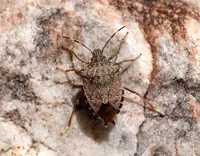 Brown Marmorated Stink Bug (Halyomorpha halys) in Middle Tennessee